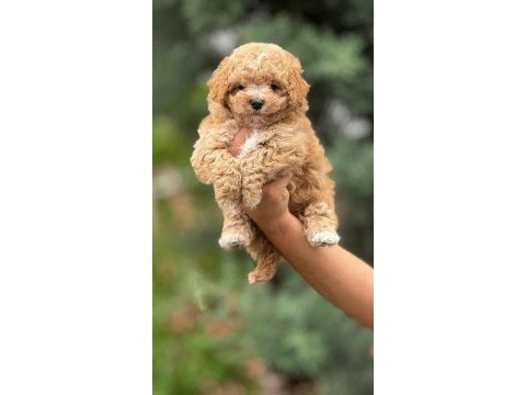 Kıvır kıvır maltipoo yavrularımız
