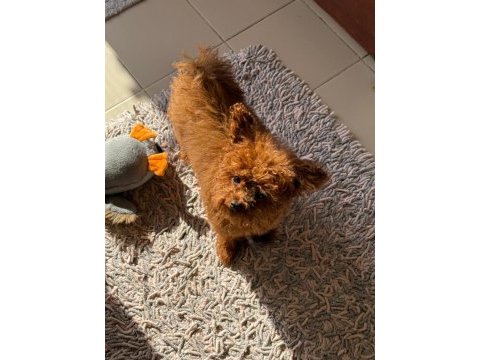 8 aylık dişi poodle 1.700 gram
