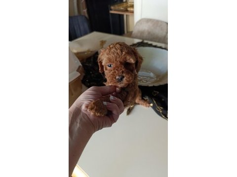 Toy poodle dişi - erkek