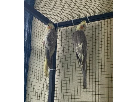 Yeme düşen yavrular sultan papağanı