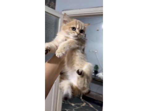 Dişi golden british shorthair