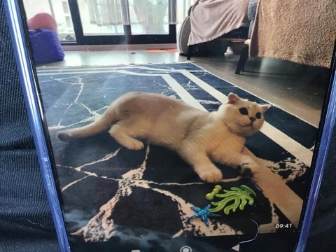 Scottish fold silver beyaz dişi 5 aylık eğitimli
