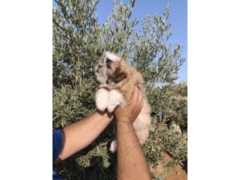 Shih tzu yavruları