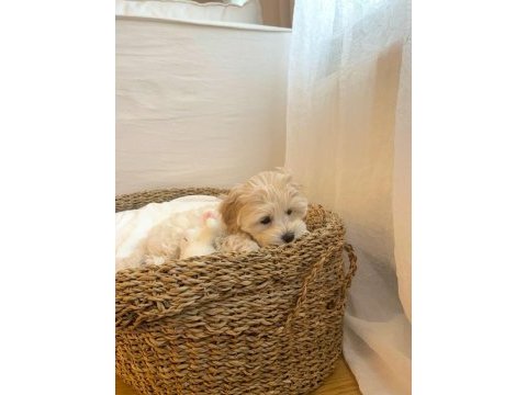Maltipoo yavrular
