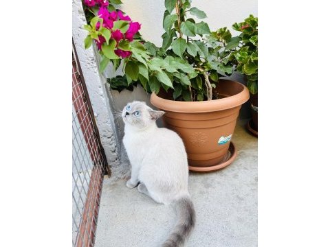 Prenses british shorthair kızlarımız