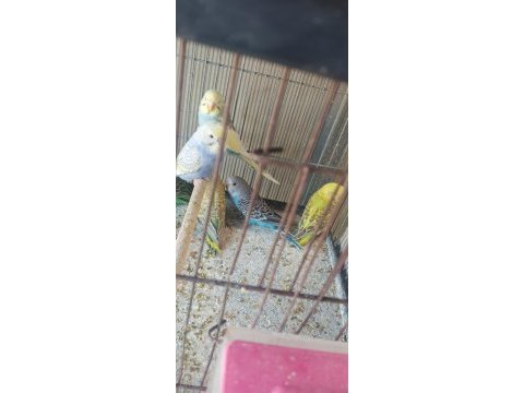 Yeni yeme inmiş bebek muhabbetler