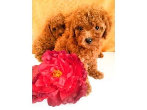 Kore gen toy poodle yavrular