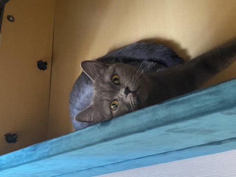Dişi british shorthair kedim ilanda