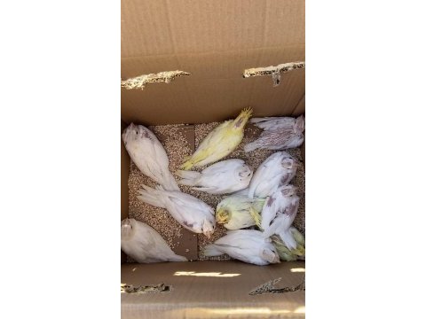 Hepsi birbirinden güzel sultan papağanlar