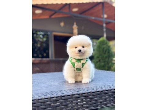 Sağlık ve ırk garantili pomeranian