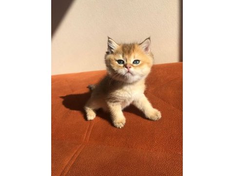 A kalite golden british shorthair bebekler
