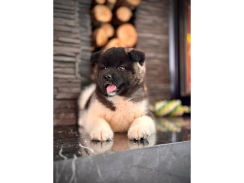 Akita inu yavruları üst kalite