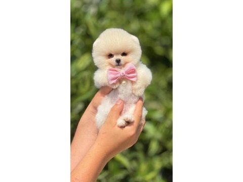 Pomeranian boo bebeklerim