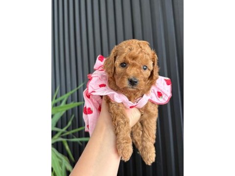 45 günlük toy poodle dişi yavrumuz