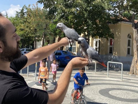100 kelime konuşan üst düzey jako papağanımız
