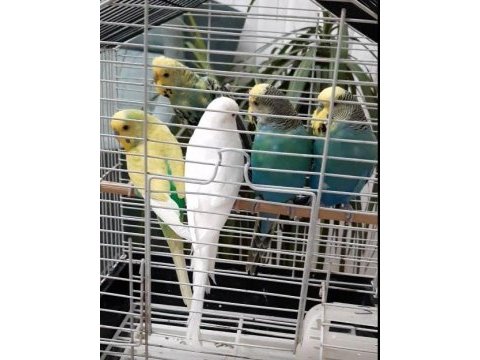 4 adet yavru muhabbet kuşu