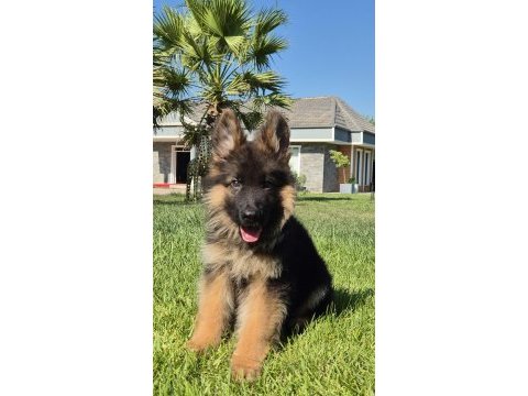 Almanların efsaneleşen köpeği alman kurdu yavruları