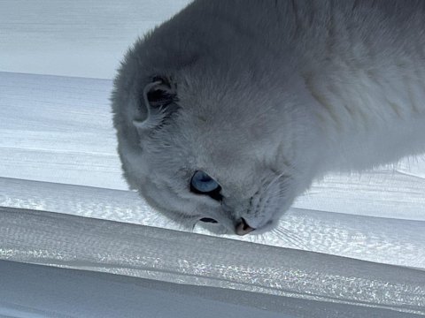 Blue point scottish fold yavrularımız