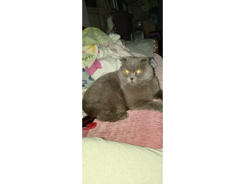 Scottish fold 10 aylık erkek