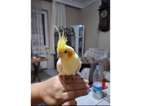Acil satılık sultan papağanı