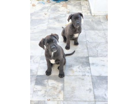 Cane corso köpeği