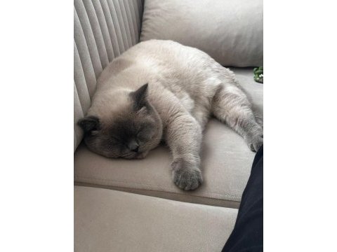 Blue point british shorthair