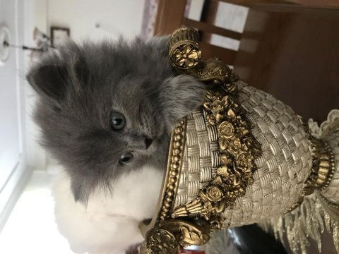 Chinchilla - scottish kırma 1 aylık bebekler