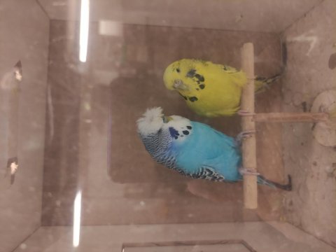 Şov jumbo muhabbet kuşlar