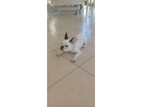 7 aylık french bulldog