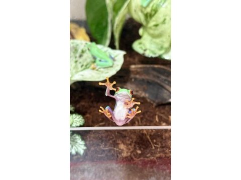 Kırmızı gözlü ağaç kurbağası (red eye tree frog)