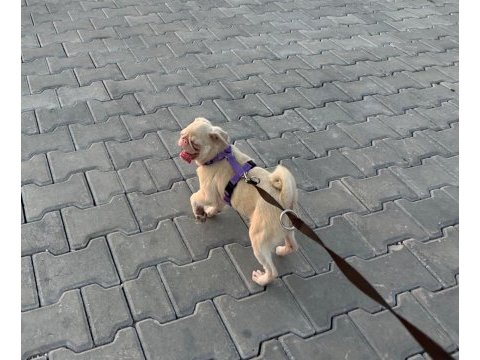 7 aylık pink and tan dişi pug mops izmir