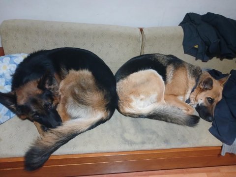 Ücretsiz ankara içi sahiplenilecek alman çoban köpeği