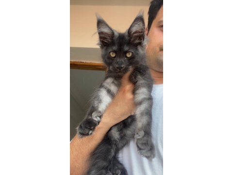 Xxxl siyah duman dev kız maine coon
