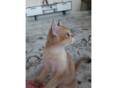 Golden cat british shorthair
