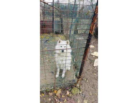 Samoyed sahibinden