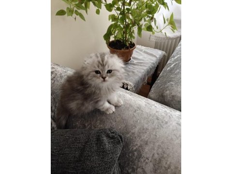 Scottish fold dişi