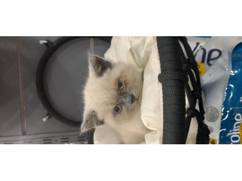 Blue point dişi british shorthair yavrumuza yuva arıyoruz