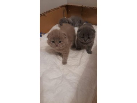 Safkan scottish fold yavru kediler