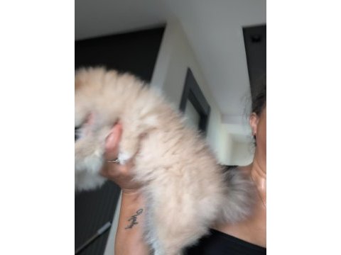 Pomeryan boo köpeğimiz