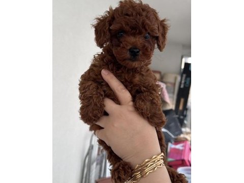 Temas bağımlısı poodle yavrular