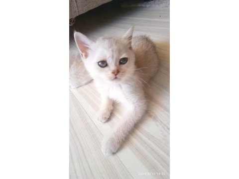 British shorthair kardeşler manisa