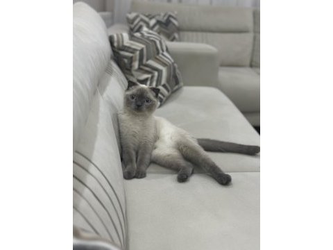 Scottish fold ücretsiz sahiplendirme