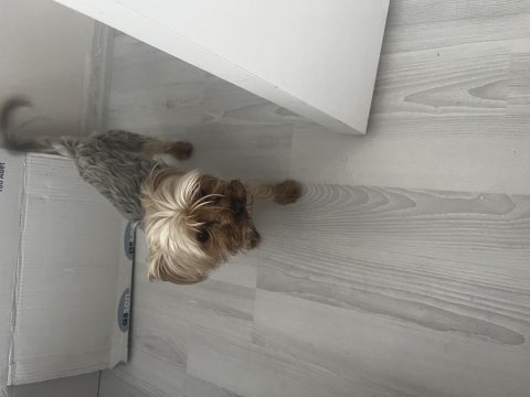 4 yaşında erkek yorki 7 8 yaşında dişi yorkie