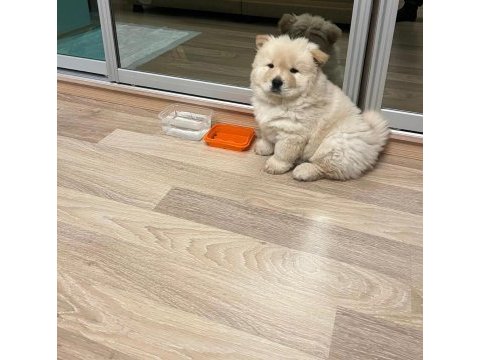 Safkan chow chow yavrularımız
