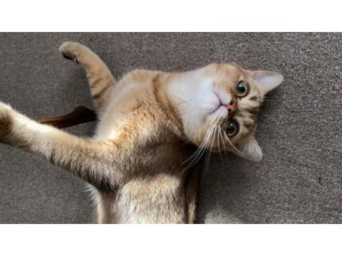 Erkek british shorthair ny11 kedimiz eşlerini arıyor
