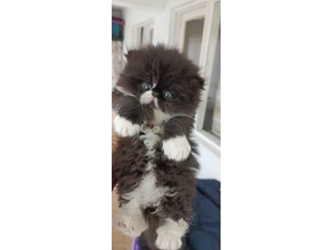 İran kedisi safkan sıfır burun mavi göz