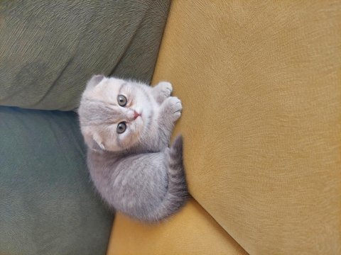 2 aylık dişi çok sağlıklı ve oyuncu scottish fold