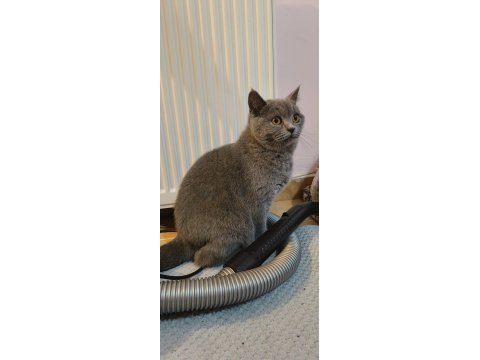 British shorthair damızlık kediler