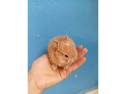 Cüce tavşan yavruları