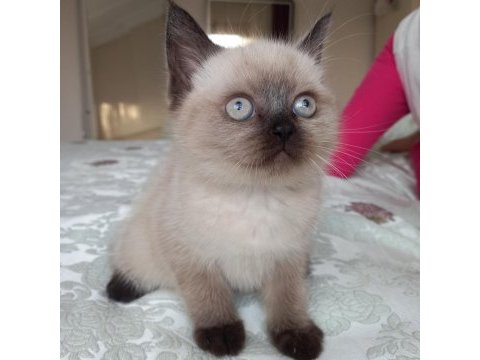 Kaliteli çikolata point dişi british shorthair
